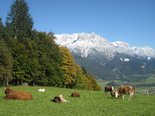 Cows grazing the alpine pastures - pure nature